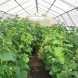 Kako vlastitim rukama napraviti staklenik za krastavce